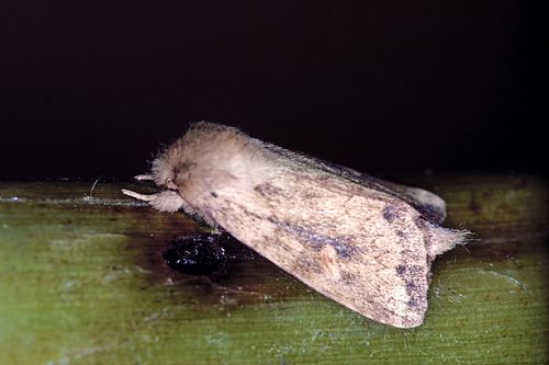 Bellura densa